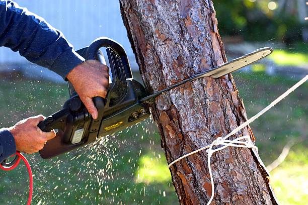 Best Tree and Shrub Care  in Raynham Center, MA